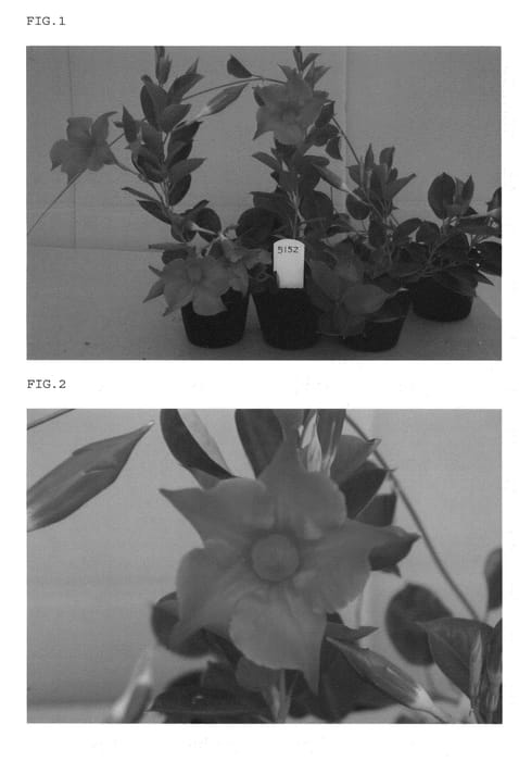 Figure 1 of US plant patent PP21909, the photograph of Kedoaka5152 printed in the patent.