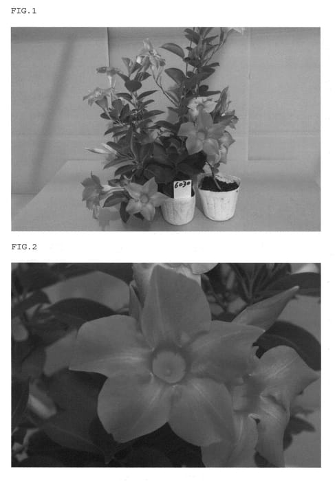 Figure 1 of US plant patent PP21910, the photograph of Tsukiakaripink6030 printed in the patent.