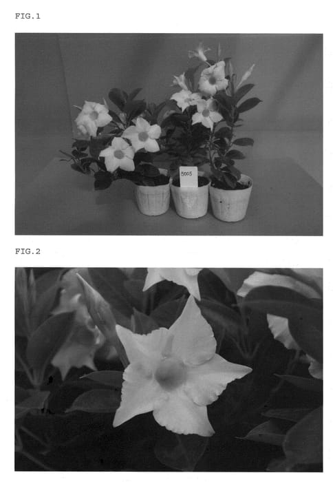 Figure 1 of US plant patent PP21911, the photograph of Kamishindenpink5005 printed in the patent.