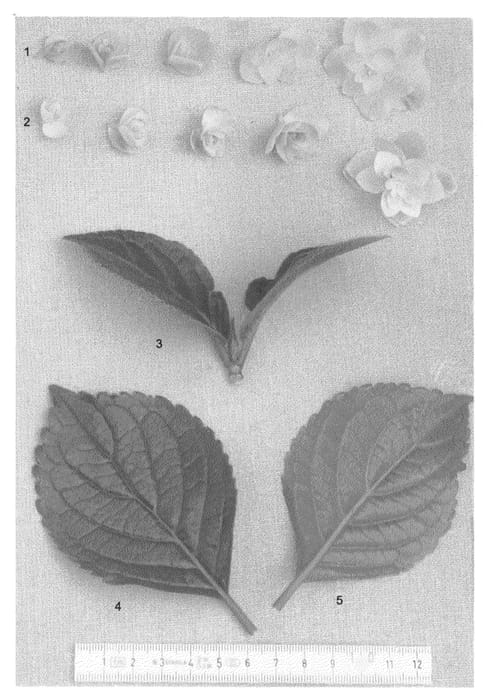 Figure 1 of US plant patent PP21912, the photograph of HYDthree printed in the patent.