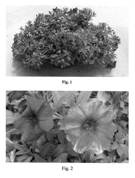 Figure 1 of US plant patent PP21913, the photograph of SAKPXC006 printed in the patent.