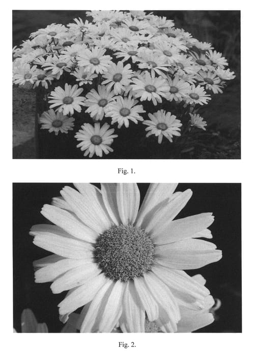 Figure 1 of US plant patent PP21914, the photograph of Daisy Duke printed in the patent.