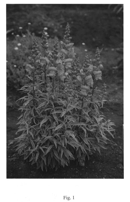 Figure 1 of US plant patent PP21915, the photograph of Eternal printed in the patent.