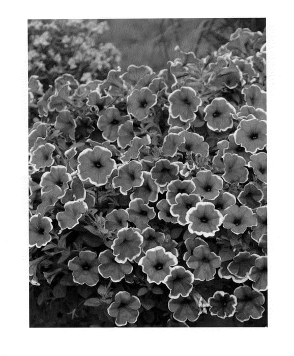 Figure 1 of US plant patent PP21916, the photograph of KLEPH09189 printed in the patent.