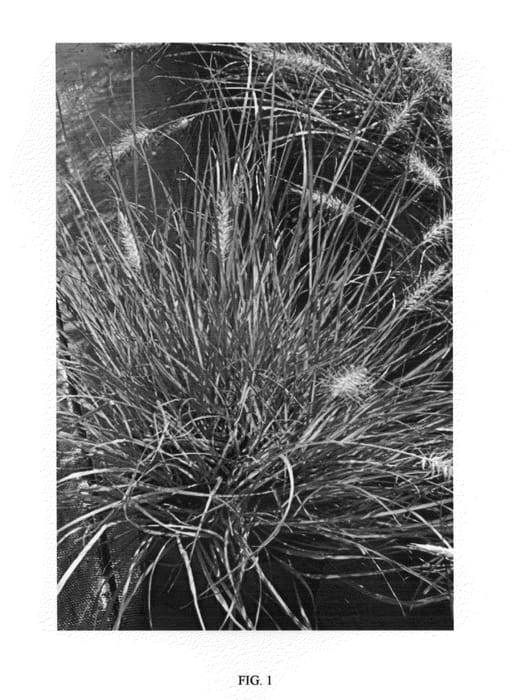 Figure 1 of US plant patent PP21917, the photograph of Burgundy Bunny printed in the patent.