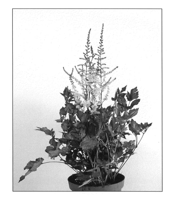 Figure 1 of US plant patent PP21918, the photograph of Spotlight printed in the patent.