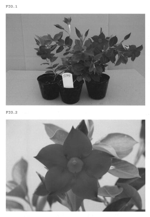 Figure 1 of US plant patent PP21919, the photograph of Sawaranored5134 printed in the patent.
