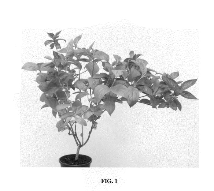 Figure 1 of US plant patent PP21920, the photograph of Wings of Fire printed in the patent.