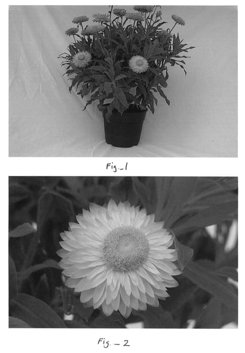 Figure 1 of US plant patent PP21921, the photograph of Harvest Fire printed in the patent.