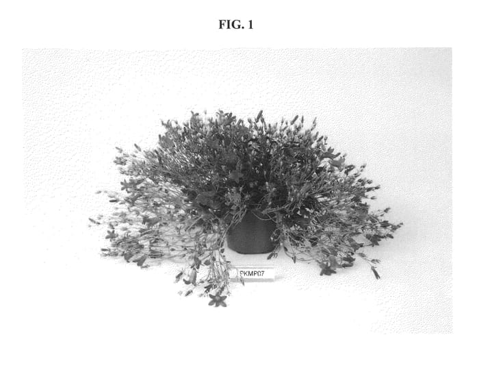 Figure 1 of US plant patent PP21922, the photograph of PKMP07 printed in the patent.