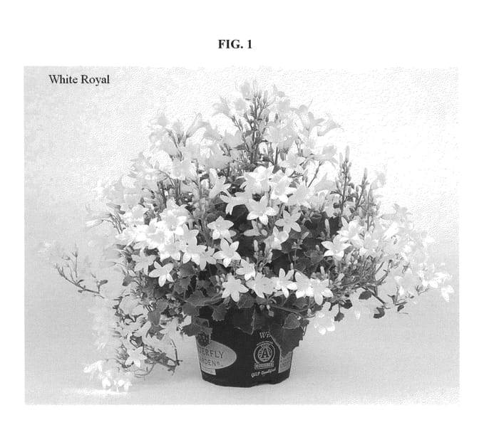 Figure 1 of US plant patent PP21923, the photograph of White Royal printed in the patent.