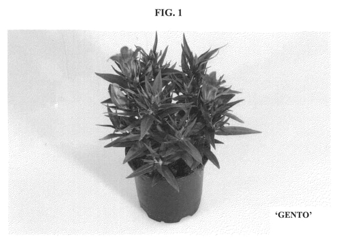 Figure 1 of US plant patent PP21924, the photograph of Gento printed in the patent.