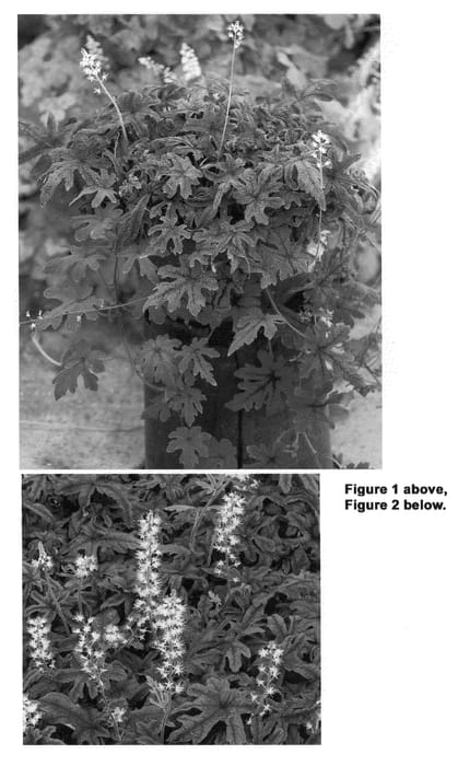 Figure 1 of US plant patent PP21925, the photograph of Cascade Creeper printed in the patent.