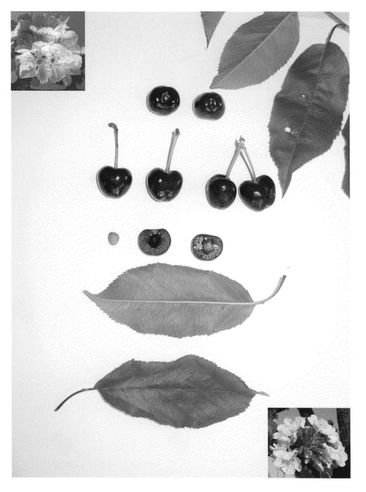 Figure 1 of US plant patent PP21926, the photograph of Sweet Fruitful printed in the patent.
