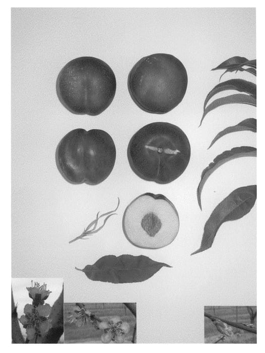 Figure 1 of US plant patent PP21927, the photograph of Giant Bright printed in the patent.
