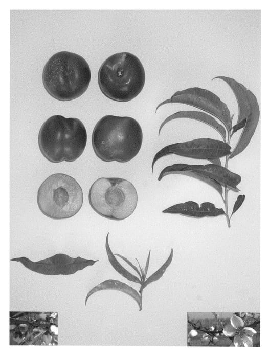 Figure 1 of US plant patent PP21928, the photograph of May Bright printed in the patent.