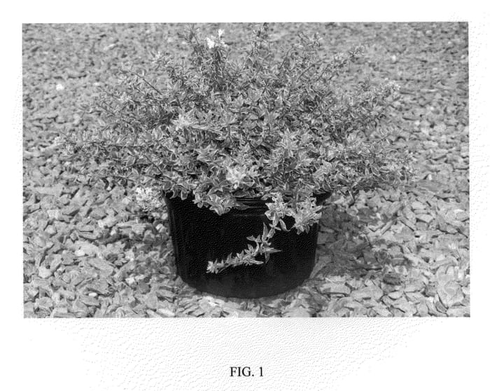Figure 1 of US plant patent PP21929, the photograph of Radiance printed in the patent.
