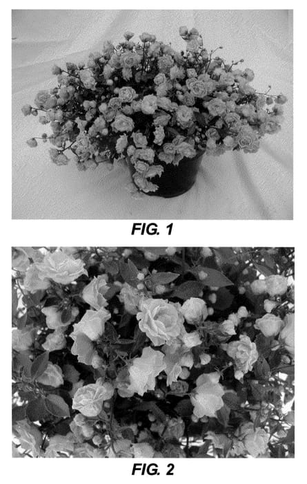 Figure 1 of US plant patent PP21930, the photograph of Blue Angel printed in the patent.