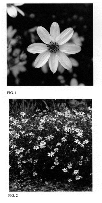 Figure 1 of US plant patent PP21931, the photograph of Moonray printed in the patent.