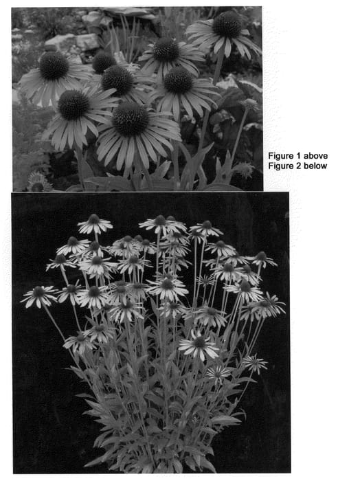 Figure 1 of US plant patent PP21932, the photograph of Flame Thrower printed in the patent.
