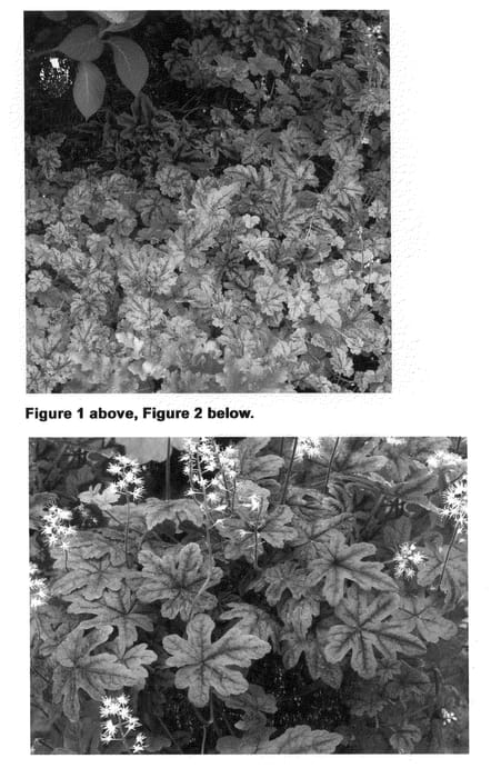 Figure 1 of US plant patent PP21933, the photograph of Happy Trails printed in the patent.