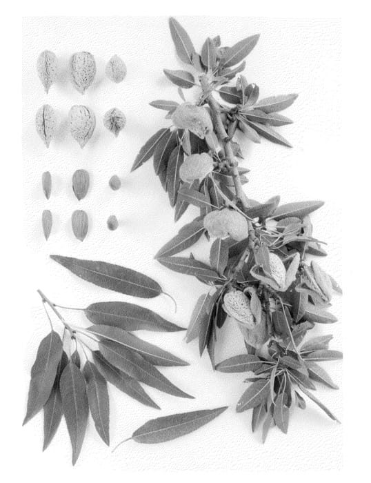 Figure 1 of US plant patent PP21934, the photograph of Supareil printed in the patent.