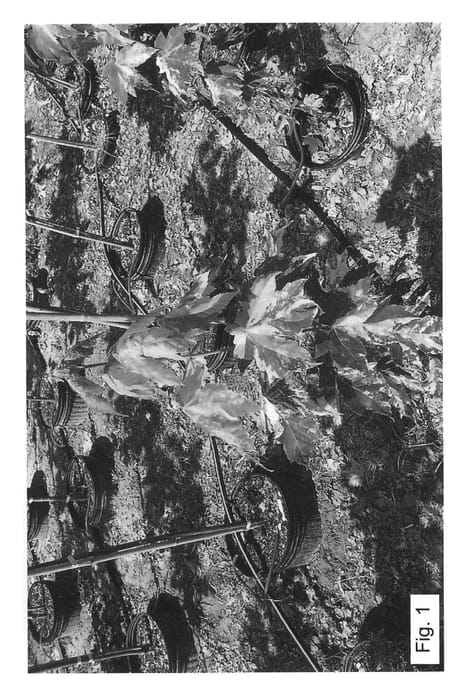 Figure 1 of US plant patent PP21935, the photograph of JSC Kingsone printed in the patent.