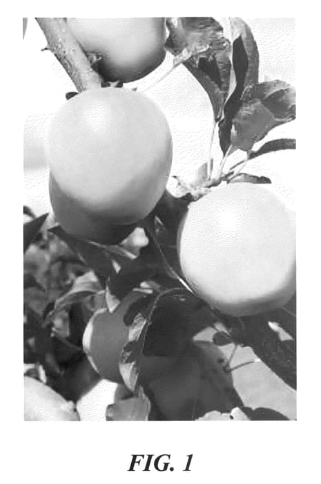 Figure 1 of US plant patent PP21936, the photograph of PremA153 printed in the patent.