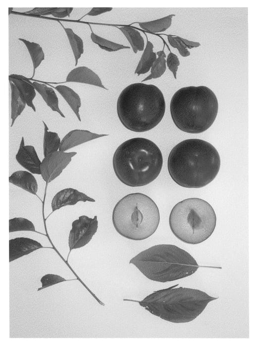 Figure 1 of US plant patent PP21937, the photograph of Sweetcot II printed in the patent.
