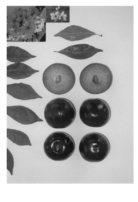 Figure 1 of US plant patent PP21938, the photograph of Blackred XI printed in the patent.
