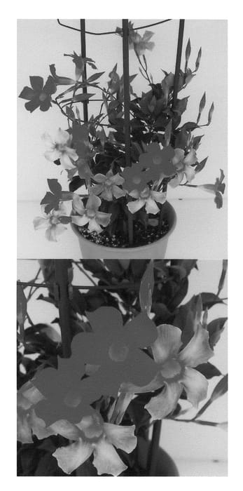 Figure 1 of US plant patent PP21939, the photograph of Sunpararopi printed in the patent.