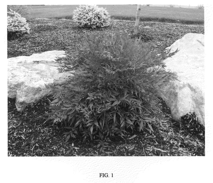 Figure 1 of US plant patent PP21940, the photograph of Tuscan Flame printed in the patent.