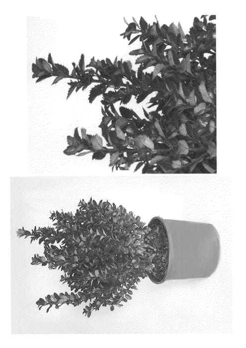 Figure 1 of US plant patent PP21941, the photograph of Monnieves printed in the patent.