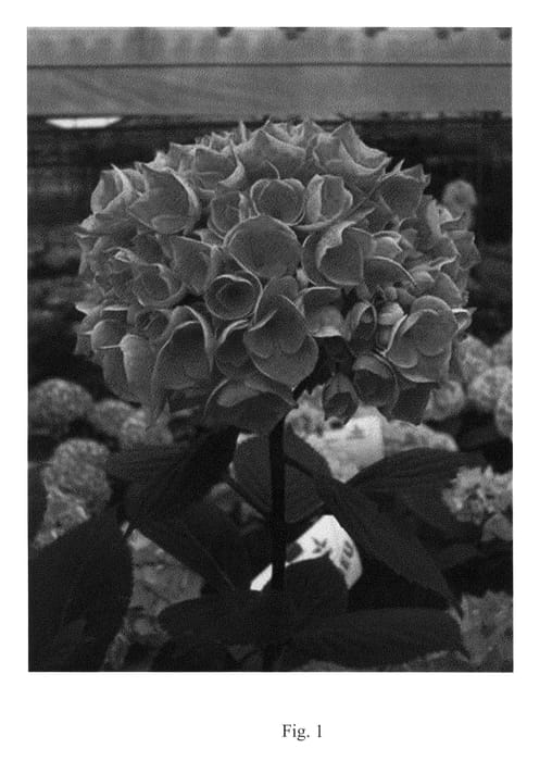 Figure 1 of US plant patent PP21942, the photograph of Strada printed in the patent.