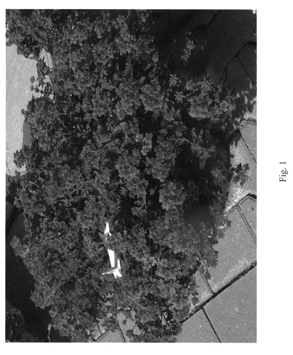 Figure 1 of US plant patent PP21943, the photograph of Sumverb 0901 printed in the patent.