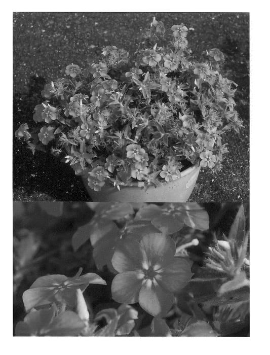 Figure 1 of US plant patent PP21944, the photograph of Sunphlocopapi printed in the patent.