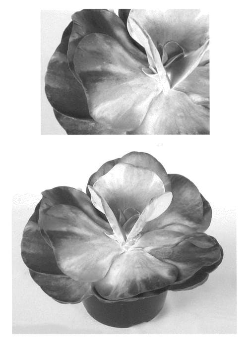 Figure 1 of US plant patent PP21945, the photograph of Fantastic printed in the patent.
