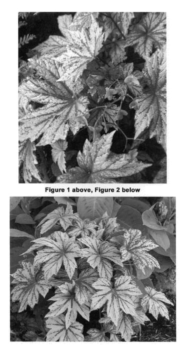 Figure 1 of US plant patent PP21946, the photograph of Silver Splendor printed in the patent.