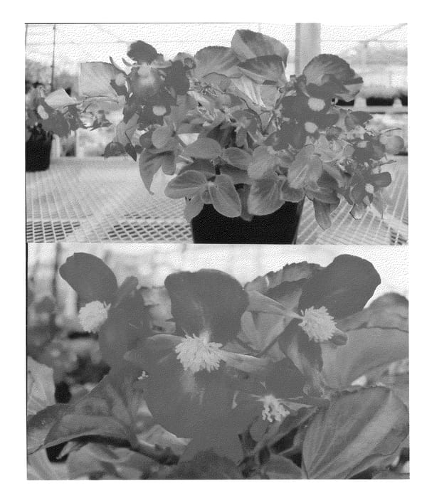 Figure 1 of US plant patent PP21947, the photograph of Sunbegosu printed in the patent.