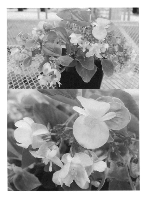 Figure 1 of US plant patent PP21948, the photograph of Sunbegopi printed in the patent.