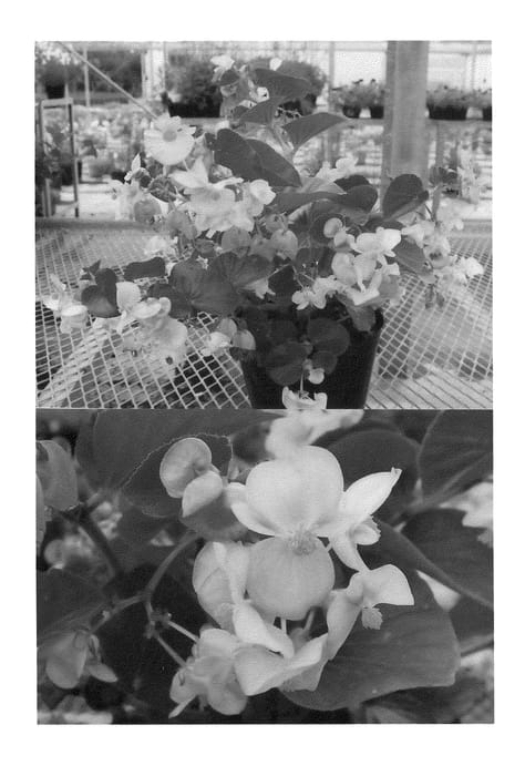Figure 1 of US plant patent PP21949, the photograph of Sunbegobupi printed in the patent.