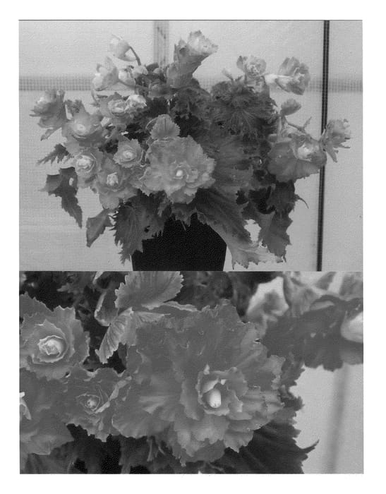 Figure 1 of US plant patent PP21950, the photograph of Renaissance Eden printed in the patent.