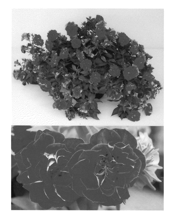 Figure 1 of US plant patent PP21951, the photograph of AK101 printed in the patent.