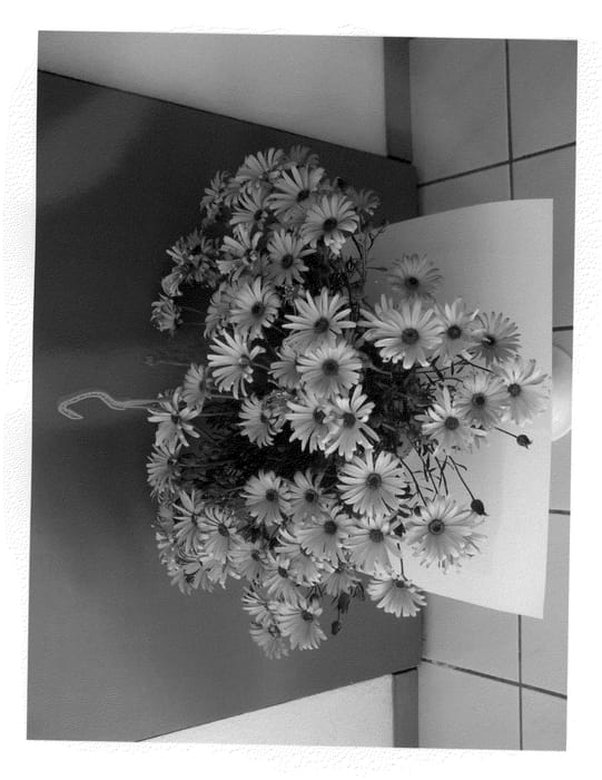 Figure 1 of US plant patent PP21952, the photograph of SUNBRE0901 printed in the patent.