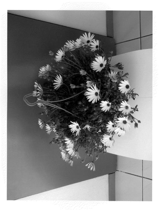 Figure 1 of US plant patent PP21953, the photograph of Sunbre0904 printed in the patent.