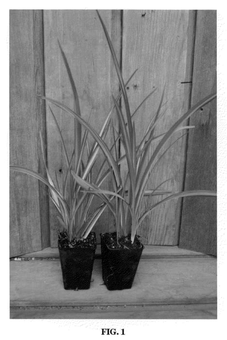 Figure 1 of US plant patent PP21954, the photograph of Moonraker printed in the patent.