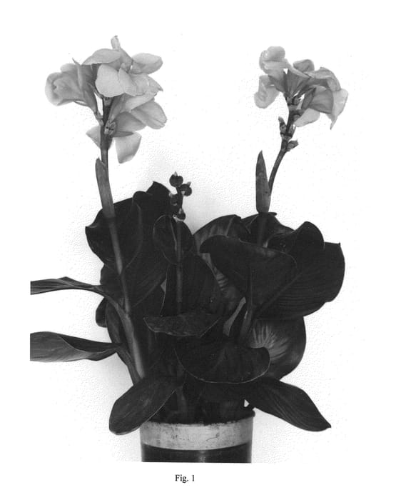 Figure 1 of US plant patent PP21955, the photograph of Can Do Apricot Dark Leaf printed in the patent.