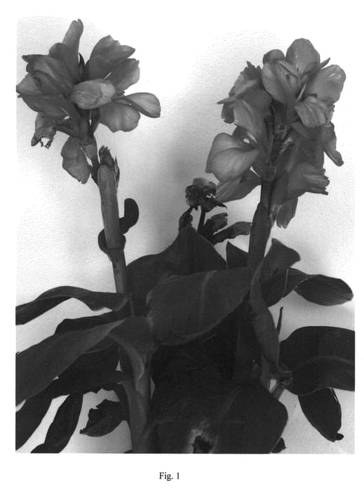 Figure 1 of US plant patent PP21956, the photograph of Can Do Pink printed in the patent.