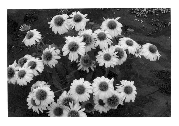 Figure 1 of US plant patent PP21957, the photograph of Heavenly Dream printed in the patent.