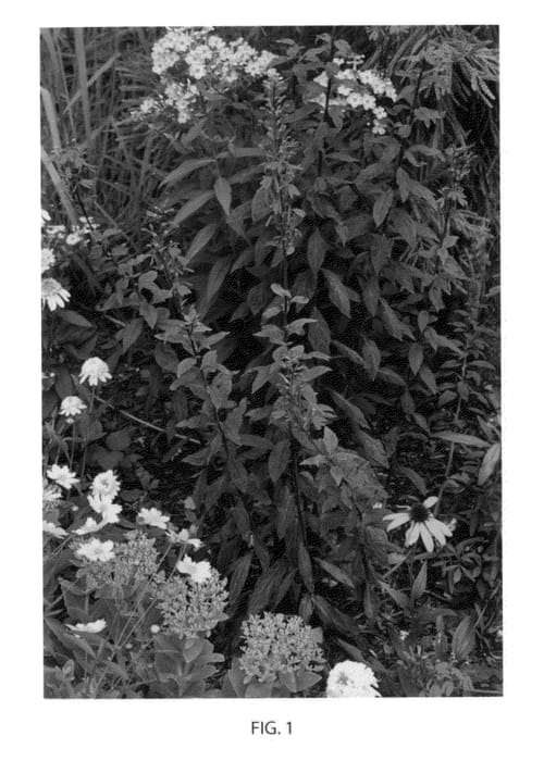 Figure 1 of US plant patent PP21958, the photograph of Fried Green Tomatoes printed in the patent.